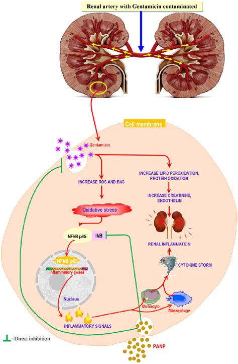 phenazopyridine and nephrotoxicity